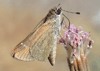 Eufala skipper - Lerodea eufala